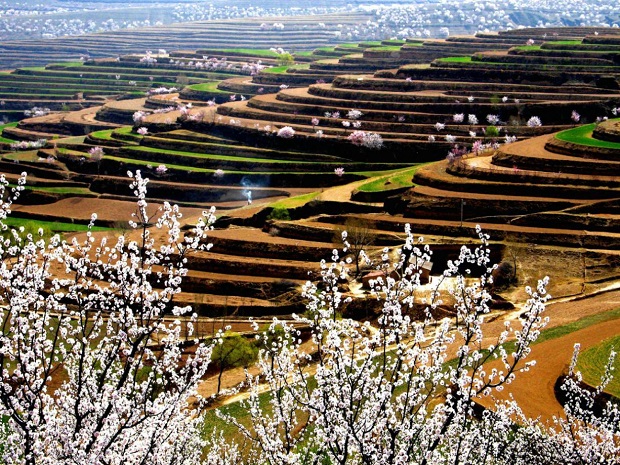 固原山花.jpg 固原山花.jpg